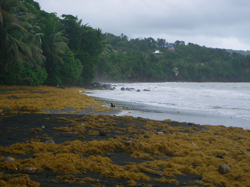 La plage de Grand'Anse envahie par les sargasses